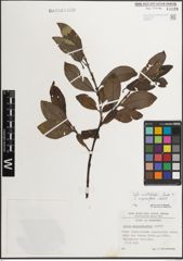 Foto von Salix mielichhoferi Saut. x Salix myrsinifolia Salisb.